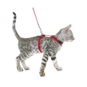 silver-bengal-kitten-and-harness-PPFE7GT-300x300